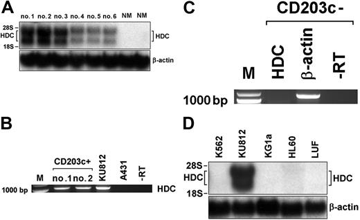 Figure 2. Detection of HDC mRNA expression in primary CML cells by Northern blotting and RT-PCR. (A) Northern blot analysis of HDC mRNA expression in PBMCs obtained from 3 patients with accelerated-phase CML (nos. 1-3), 3 with chronic-phase CML (no. 4-6), and 2 donors with normal bone marrow (NM). Total RNA was isolated and subjected to Northern blot analysis using an HDC-specific cDNA probe. β-actin served as loading control. (B) RT-PCR analysis of HDC mRNA expression in purified CD203c+-sorted basophils (purity > 98%) obtained from 2 patients (nos. 1, 2) with accelerated-phase CML, and in KU812 cells. (C) RT-PCR analysis of basophil-depleted (CD203c-negative) CML cells using primers specific for HDC or β-actin. The RT omission controls (-RT) are also shown. (D) Northern blot analysis of expression of HDC mRNA in various myeloid cell lines (K562, KU812, KG1a, HL60) and human lung fibroblasts (LUFs) using cDNA probes specific for HDC and β-actin (loading control).