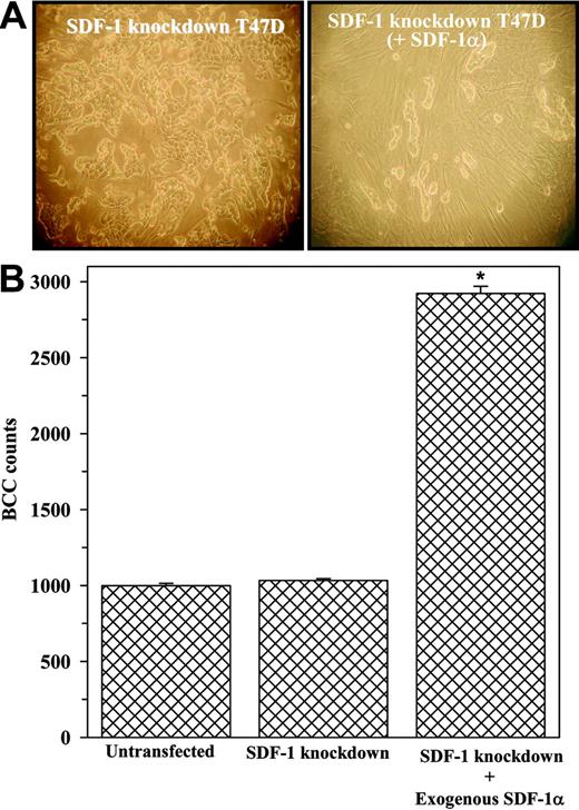 Figure 4. Effects of exogenous SDF-1α in the growth and generation of monolayer cocultures. SDF-1 knockdown BCCs (SDF-1 negative) were established as cocultures in the presence or absence of 0.1 ng/mL SDF-1α. (A) Cocultures with SDF-1–negative BCCs (left panel) without SDF-1α or with 0.1 ng/mL SDF-1α (right panel). Images were visualized, acquired, and processed as in Figure 3Ci-ii. (B) BCC counts in cocultures at 80% confluence (9 experiments with 3 different cell lines). *P < .05 versus cocultures with SDF-1 knockdown BCCs. Error bars indicate mean ± SD; n = 9.