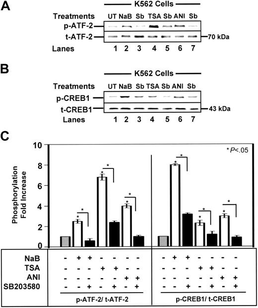 Figure 1. HDACIs mediate phosphorylation of ATF-2 and CREB1. Western blot analysis was performed with mouse monoclonal phosphorylated ATF-2 (p-ATF-2) and rabbit polyclonal p-CREB1 antibodies and protein isolated from K562 cells. Total nonphosphorylated CREB (t-CREB) and t-ATF-2 levels were analyzed as loading controls (see “Material and methods”). (A) A representative blot for ATF-2 phosphorylation by drug treatments is shown. (B) A representative blot for drug-mediated CREB1 phosphorylation is shown. (C) The quantitative data for p-ATF-2 (Thr 71) and p-CREB1 (Ser 133) levels after NaB (2 mM), TSA (0.5 μM), or 100 ng/mL anisomycin (ANI) treatment alone (□) or after pretreatment with 10 μM SB203580 (▪) are shown. Data are presented as the fold increase in phosphorylated protein ± SEM. The star above the graph represents a comparison between untreated () and treated cells; the bracket and star represent a comparison between the different treatment conditions as indicated. Significance was achieved at the P < .05 level.