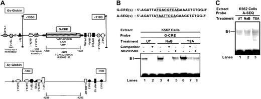 Figure 2. Transcription factor binding to the G-CRE is altered by HDACIs through p38 signaling. (A) Schematic diagram of the upstream γ-globin promoters. The transcription factor binding sites between nucleotides -1350 and -1180 in the Gγ-globin and Aγ-globin promoters are shown in relative order based on a Transcription Element Search System (TESS)38 database analysis. Note the significant difference in the number of binding sites between nucleotides -1229 and -1222. Single nucleotide polymorphisms (SNPs) (*) and the RS identifiers from the SNP database39 are shown. CBP indicates CREB binding protein; HNF, hepatic nuclear factor; IL-6RE-BP, interleukin-6 response element binding protein; NF1, nuclear factor 1; NF-Y, nuclear factor-Y; Oct3, Octomer 3; PPAR, peroxisome proliferation-activated receptor; RARα, retinoic acid receptor α; TFIID, TATA-associated factor IID; TBF, TATA binding protein. (B) The nucleotide sequences of the sense strand for the 2 probes used in electrophoretic mobility shift assay (EMSA) are shown. The G-CRE is outlined in the box. The analogous region from the Aγ-globin promoter (A-SEQ) is underlined. The EMSA gel obtained with the G-CRE probe and untreated (UT), NaB-, or TSA-treated nuclear extract is shown. Reactions were also completed in the presence (+) or absence (-) of SB203580 pretreatment or G-CRE cold competitor at 50-fold excess. (C) Shown is an EMSA gel for the A-SEQ probe tested with UT, NaB-, or TSA-treated nuclear extract.