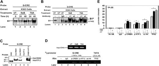 Figure 3. ATF-2 and CREB bind the G-CRE in vitro and in vivo. (A) K562 cells were treated with NaB (2 mM) or TSA (0.5 μM) for 24 and 48 hours. Nuclear extracts were prepared and analyzed by EMSA using the G-CRE probe. A single DNA-protein complex (B1) was established with the G-CRE probe and untreated extract (0) which increased in intensity as the duration of HDACI treatment increased up to 48 hours. (B) The EMSA gel is shown for antibody studies with untreated K562 cell extract in the absence (UT) or presence (UT+) of G-CRE cold competitor or nuclear extracts isolated from K562 cells treated with NaB and TSA for 48 hours. Studies were completed with a p-CREB1 (Ser 133) (c1), p-ATF-2 (Thr 71) (a2), and IgG antibodies. B1S (c1/a2)-supershift band obtained with c1 or a2 antibody. (C) EMSA studies with histidine-tagged CREB1 (HisCREB1) and HisATF-2-purified protein. Binding studies were performed with the G-CRE probe and t-CREB1 antibody. In lane 5, HisCREB1 was added first followed by HisATF-2 protein to show binding of a heterodimeric complex. (D) ChIP assay to determine in vivo protein binding. Shown in the minigel are the PCR fragments obtained for the input DNA and different antibodies used to analyze the G-CRE and TATA box regions (see “Materials and methods”) in untreated and K562 cells induced with NaB (2 mM) and TSA (0.5 μM). (E) Chromatin quantifications obtained for qPCR analyses are shown in the graph. Immunoprecipitations were performed with IgG, p-CREB1 (Ser 133), p-ATF-2 (Thr 71), ac-H4, and TFIID antibodies along with a no antibody control. Data are presented as the mean fold increase in chromatin enrichment ± SEM. The bracket and star above the graph represent significant differences (P < .05) for the values obtained with the no antibody (No AB) control samples versus the level of chromatin enrichment obtained for immunoprecipitation experiments with the antibody indicated at the bottom of the graph.