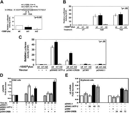 Figure 7. ATF-2 and CREB augment endogenous γ-globin transcription in K562 and primary erythroid cells. (A) Site-directed mutagenesis was completed in the G-CRE at base -1225 (G→A) (m1) and bases -1226 and -1227 (AC→TG) to produce the m2 mutant reporter. Steady-state Gγ-promoter activity was decreased for m1 and abolished in the m2 reporter compared with wild type (wt). The star above the graph (comparison between the wt and mutant reporters) represents significance at the P < .05 level. (B) The ability of NaB (2 mM) and TSA (0.5 μM) to activate γ-promoter transcription in the mutant reporters was tested. The reporters were transfected into K562 cells, induced with NaB or TSA for 24 hours, and then luciferase activity was measured. (C) The ability of CREB and ATF-2 to trans-activate the mutant Gγ-promoters was analyzed. Both proteins were able to trans-activate the m1 reporter, whereas the m2 mutation abolished this effect. (D) CREB and ATF-2 activate endogenous γ-globin gene transcription. Studies were completed to determine endogenous γ-globin transcription after enforced protein expression (see “Materials and methods”). The cells were harvested 24 and 48 hours later, and qPCR analysis was completed to quantify γ-globin mRNAlevels as a ratio to the internal control GAPD. Data are shown as the fold increase in γ-globin/GAPD expression relative to untreated sample (mean ± SEM). (E) Enforced CREB and ATF-2 expression activates γ-globin in primary erythroid progenitors. Peripheral blood mononuclear cells were grown in a two-phase liquid culture system. Progenitor cells were transfected on day 4 during phase 2 using a Nucleofector device transfection system (see “Materials and methods”). The level of γ-globin, β-globin, and GAPD gene expression was quantified by qPCR. The ratio of γ/β globin mRNA was calculated after the level of mRNA for each gene was divided by GAPD mRNA; the ratios were normalized to values obtained for untransfected erythroid progenitors.