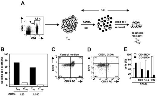 Figure 1. Resistance to CD95L-mediated apoptosis of a Treg subpopulation. (A) Isolation of apoptosis-resistant Tregs (rTregs). FACS-sorted Tregs were incubated with CD95L (1:20), and rTregs were recovered after removal of dead cells using annexin V microbeads as described in “Materials and methods.” (B) rTregs were incubated with different concentrations of CD95L, and specific cell death rates were compared with those of Tregs cultured in control medium. (C-D) FACS-sorted Tregs (CD4+CD25hi) were incubated alone (C) or with CD95L (1:20) (D), and the remaining cells were analyzed for the expression of CD25 and CD45RO. (E) The percentage of CD45ROlo and CD45ROhi subpopulations among the total surviving cell population was determined for various concentrations of CD95L.