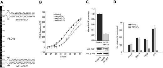 Figure 1. Effect of PLD1 gene expression knock-down on cell migration. (A) cDNA map of PLD1b showing the exons to which 2 duplex siRNAs target. (B) PLD1-siRNAs and a negative control siRNA were transfected into dHL-60 cells, RNA was isolated and used to analyze gene expression by QRT-PCR using a FAM-labeled PLD1 probe multiplexed with a Texas-Red-labeled housekeeping gene. (C) Gene fold expression was calculated from ΔCt as indicated in “Materials and methods” (error bars are SEM with n = 3 in duplicate). Duplicate cell samples were used to generate cell lysates for the detection of protein expression by Western blotting. Blots were cut in half, the upper part (containing an ∼ 110-kDa region) was probed with anti-PLD1 antibodies, whereas a lower part (containing an ∼ 45-kDa region) was probed with anti-β-actin, to ascertain equivalent protein loading. (D) Analysis of chemokinesis/chemotaxis. Cells were resuspended in RPMI-based chemotaxis buffer at a 5 × 105 cells/mL density and placed on the upper or insert chambers of 6.5-mm Transwell plates. Appropriate bottom wells contained either buffer only, 30 nM ENA-78, 50 nM FMLP, or 12 nM IL-8; 100% represents 1.3 × 104 ± 0.15 cells/mL migrating to the bottom wells.