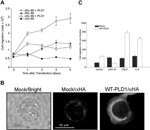 Figure 2. Overexpression of PLD1 in HL-60 cells increases random cell migration and chemotaxis. (A) Undifferentiated, exponentially growing HL-60 cells (uHL-60) or DMSO-treated cells (dHL-60) were mock-transfected or transfected with WT HA-PLD1 (1 μg plasmid DNA), and cell migration was assayed on Transwell plates. The controls were cells transferred into Transwell plates immediately after (0 day) mock transfection. (B) Confocal immunofluorescence of transfected dHL-60 cells. The brightfield view is shown for mock-transfected cells, which had low fluorescence signal despite being incubated with the same anti-HA antibodies, as were the WT-transfected cells. Confocal epifluorescence micrographs represent single optical sections of a representative cell. (C) dHL-60 cells either mock- or WT HA-PLD1-transfected were assayed for their chemotactic responses; 100% represents 1.2 × 104 ± 0.1 cells/mL. The mean ± SEM from 3 independent experiments performed in duplicate are shown.