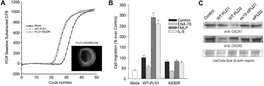 Figure 3. Effect of a PLD enzyme-inactive mutant. (A) dHL-60 cells were mock-transfected or transfected with WT HA-PLD1 or with a lipase-inactive PLD1 mutant (K830R). Both wild-type and lipase-inactive mutants were expressed equally at the RNA level, as assayed by QRT-PCR. (Inset) Anti-HA confocal immunofluorescence showing the pattern of intracellular expression. (B) Chemotactic response of WT- or K830R-overexpressing dHL-60 cells toward the indicated chemoattractants. The mean ± SEM from 5 independent experiments performed in duplicate are shown; 100% represents 3.0 × 104 ± 0.4 cells/mL. (C) Chemokine receptor expression levels during HL-60 cell transfection. dHL-60 cells were transfected with HA-PLD1, myc-PLD2 plasmids, or siRNAs for PLD1 or PLD2. CXCR1 and CXCR2 were detected in Western blots with specific antibodies. A gel loading control is presented at the bottom of panel C, as protein staining (GelCode Blue; Pierce Biotechnology, Rockford, IL) in the region of β-actin.