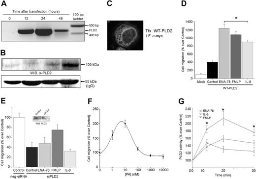 Figure 5. PLD2 also mediates cell migration. (A-C) Transfection controls. dHL-60 cells were transfected with pcDNA-myc-PLD2 for the length of time indicated. Cell samples were harvested, and whole lysates were taken for RNA isolation (A) for the detection of the overexpressed protein by immunoblotting with anti-PLD2 antibodies (B) (a gel loading control is presented at the bottom as the IgG heavy chain antibody), or for the subcellular detection of overexpressed protein by confocal immunofluorescence (C). (D) Cells overexpressing myc-PLD2 (or mock-transfected) were assayed for their ability to respond to chemotactic agents ENA-78, FMLP, and IL-8 (or buffer alone, Control). (E) PLD2 gene silencing. PLD2-duplex siRNA was nucleofected into HL-60 cells 1 day after differentiation induction with DMSO and challenged where appropriate with chemoattractants in Transwell. (Inset) Western blot of endogenous PLD2 and its silencing with siPLD2 RNA. (F) Effect of PA on chemokinesis. DO-PA was added at the indicated concentrations to dHL-60 cultures for 36 hours. Cells were then harvested and transferred to Transwell plates, and random cell migration was measured; 100% represents 1.1 × 104 ± 0.09 cells/mL. (G) PLD2 enzymatic activity. Neutrophil suspensions were incubated with the chemoattractants for the lengths of time indicated. Total cell lysates were immunoprecipitated with anti-PLD2 antibodies, and PLD activity was assayed using immunocomplex beads. Results are mean ± SEM from 4 independent experiments conducted in duplicate. *P < .05 for comparison of ENA-78 versus IL-8; 100% activity represents 2152 ± 160 dpm/mg protein.