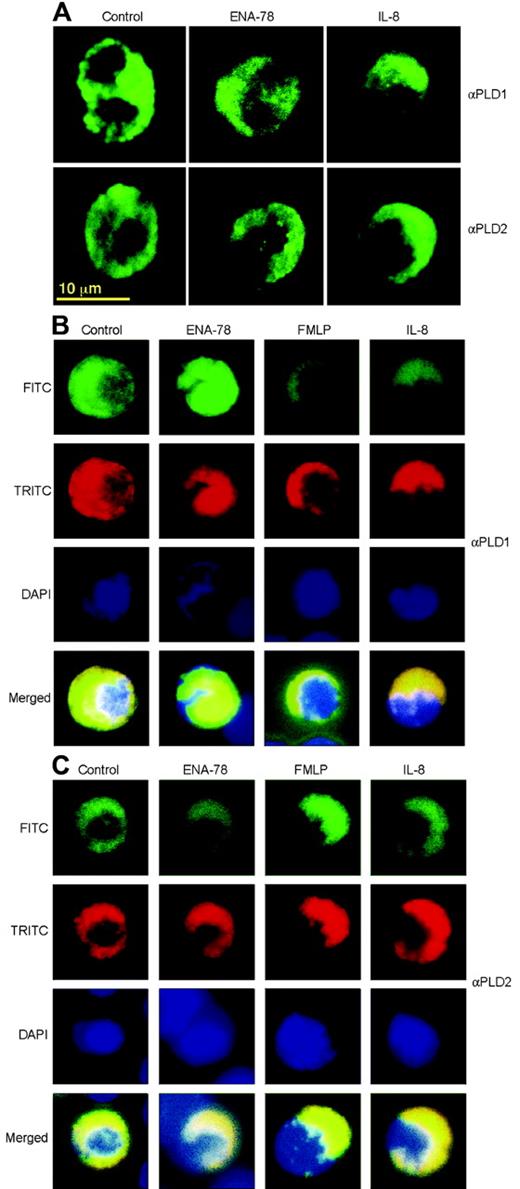 Figure 6. Chemoattractants induce strong cell polarization associated with PLD1 and PLD2 staining. (A) Single labeling. Neutrophils, at a density of 5 × 106 cells/mL, were adhered for 20 minutes to microscope slides in 6-well tissue culture plates. They were then incubated for 14 minutes at 37°C in 5% CO2 with chemokines, added to the upper part of the slide (more detail in Figure 7). After this, cells were fixed and immunostained with anti-PLD1 or anti-PLD2 antibodies. They were further treated with FITC-conjugated secondary antibodies, and finally observed by confocal fluorescence microscopy. (B-C) Triple labeling. Cells were treated as above but processed with anti-PLD1 (B) or anti-PLD2 antibodies (C), FITC-secondary Ab, TRITC-phalloidin, and DAPI, in sequential order, and were observed by epifluorescence microscopy.