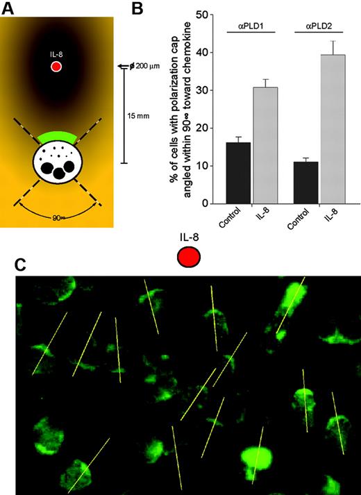 Figure 7. Directionality analysis of PLD1 and PLD2. (A) Experimental setup. IL-8 was added at a precise location (red dot) with a 200-μm micropipette to a microscope slide of adherent neutrophils to form a temporary gradient prior to anti-PLD2 immunostaining. (B) Cells exhibiting polarization caps that were pointing within a 90° swath toward IL-8 were counted, and the percentage over total number of cells was calculated. Results are the mean ± SEM from 3 independent experiments conducted in duplicate. An example of one such field, observed by epifluorescence microscopy, is presented in panel C. The yellow lines (added with Adobe Illustrator software, v. 11.0; San Diego, CA) were defined as intersecting the main polarization cap (bright PLD2 immunostaining) of the cells in the direction of the chemokine.