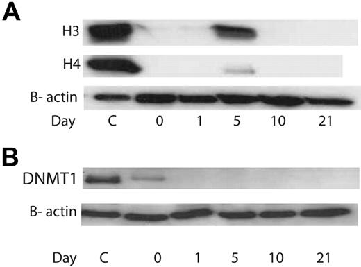 Figure 2. Western blot analysis of acetylated histones H3 and H4 and DNMT1. (A) Representative example of histone H3 and H4 acetylation. C indicates control. HL-60 cells treated with 1 mM VPA for 24 hours. (B) Example of DNMT1 expression. C indicates control as in panel A.