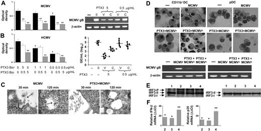 Figure 1. PTX3 binds to CMV, inhibits viral replication, and activates IRF3. Binding of biotin-labeled PTX3 (PTX3bio+) to MCMV (A) or HCMV (B) virus. Different concentrations of unbiotinylated PTX3 (PTX3bio–) were added for 2 hours at 37°C to MCMV Ag-coated or HCMV-coated plates followed by the addition of different concentrations of PTX3bio+ for an additional 2 hours at 37°C. The optical density at 450 nm was read using the Horseradish Peroxidase Substrate Kit. *P < .05, 1 or 0.5 μg/mL vs 5 μg/mL PTX3bio+;**P < .05, PTX3bio+ with and without PTX3bio–. Error bars indicate SE. For inhibition of viral replication, MEF or HEL cells were (0) infected with MCMV or HCMV, respectively; (V) untreated and infected with PTX3-treated CMV; or (C) pretreated with PTX3 and added to untreated CMV. MCMV gB transcript expression or amounts of genomic equivalents (GE)/mL of HCMV DNA were assessed by RT-PCR 72 hours after the infection. The results shown are from 1 representative experiment out of 3. (C) Electron microscopy of MEF cells after 30 or 120 minutes' exposure to untreated or PTX3-treated MCMVs (2 hours at 37°C; PTX3 + MCMVb). Arrows indicate virions. Magnification (right to left), × 36 000; × 23 000; × 29 000; and × 19 000. (D) CD11b+ DCs or pDCs, generated from bone marrow progenitors of BALB/c mice, were mock infected (–), infected with untreated (MCMV) or PTX3-treated virions (PTX3 + MCMVb), or pretreated with PTX3 (PTX3 + MCMVa) and then infected before being assessed, 48 hours later, for morphology by light microscopy and viral replication by RT-PCR. Images were visualized with a 100×/1.25 NA oil-immersion objective lens, using cedar oil. (E) IRF3 phosphorylation in CD11b+ DCs or pDCs mock-infected (lane 1) or after 3 hours' exposure to MCMV (lane 2), PTX3 (lane 3), or both (lane 4). The 2 nonactivated IRF3 forms (I and II) and the activated, C-terminally phosphorylated IRF3 (P) are indicated. (F) Induction of Ifnγ and Il12p35 mRNA in CD11b+ DCs after 3 hours' exposure to MCMV (lane 2), PTX3 (lane 3), or both (lane 4). Data are expressed as relative cytokine mRNA (ααCt) in treated cells compared with that of mock-infected cells.