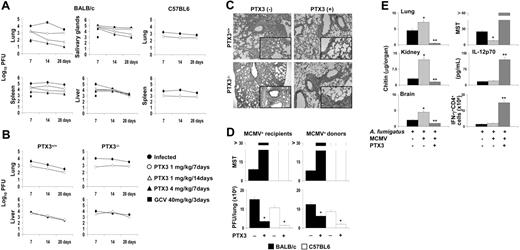 Figure 2. PTX3 protects from CMV infection and reactivation in vivo. (A-B) BALB/c or C57BL6, PTX3+/+, and PTX3–/– mice were infected intraperitoneally with MCMV. Virus titers, expressed as log10 (mean ± SE), were quantified on MEF cells by standard plaque assay on tissues removed at different times. PTX3 and GCV were administered intraperitoneally beginning on the day of the infection. Controls received the diluent alone. Results are representative of 4 independent experiments. (C) Histologic analysis of periodic acid–Schiff–stained lung sections from PTX3+/+ and PTX3–/– mice infected with MCMV and treated (+) or not (–) with PTX3 for a week. Cellular recruitment associated with signs of parenchimal destruction, peribrochial fibrosis, and Globet cell hyperplasia (magnified × 20 in the insets; a 20×/0.45 objective lens was used) were seen in PTX3–/– more than PTX3+/+ mice and were ameliorated by PTX3 treatment. Histology was done 1 day after treatment. Magnification, × 10 in all panels; obtained with a10×/0.25 objective lens. (D) BALB/c or C57BL6 mice were infected with MCMV as described for panel A. Three months later, MCMV latency was confirmed by the absence of acute MCMV infection in spleen and lung. Infected mice were used either as recipients of allogeneic donor uninfected bone marrow cells (MCMV+ recipients) or as donors of bone marrow cells (MCMV+ donors) to be injected into uninfected recipients. PTX3 (1 mg/kg intraperitoneally) was given daily for 2 weeks, starting the day after HSCT. Dying or surviving mice (killed 30 days after HSCT) were assessed for MCMV viral loads in the lungs by the plaque assay. MST indicates median survival time (days). Bars indicate the standard errors. *P < .05, treated versus untreated mice. (E) MCMV-infected BALB/c mice received Aspergillus conidia intravenously 2 weeks after the viral infection and subsequent treatment with PTX3 (1 mg/kg intraperitoneally) daily for 1 week. Quantification of fungal growth was done 3 days after infection by the chitin assay and results are expressed as chitin content (micrograms of glucosamine/organ). MST indicates median survival time. IL-12p70 levels were assessed in lung homogenates and the frequency of IFN-γ–producing cells was assessed in purified CD4+ T cells from spleens 3 days after Aspergillus-infection by specific ELISA or ELISPOT assays. Bars indicate the standard errors. *P < .05, MCMV-infected versus uninfected mice. **P < .05, PTX3-treated versus untreated MCMV-infected mice.