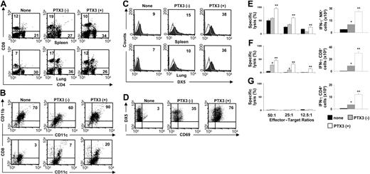 Figure 3. PTX3 supports DC, NK cell, and T-cell activation in vivo. Phenotypic analysis of total spleen and lung cells (A,C), spleen DCs (B), and spleen NK cells (D) from untreated MCMV-infected BALB/c mice (–) or mice a day after 1 week of treatment (+) with PTX3 (1 mg/kg intraperitoneally). None indicates uninfected mice. Numbers refer to the percentage of positive cells on FACS analysis. Histograms are representative of 1 of 4 independent experiments. Open areas represent control cells stained with irrelevant antibody. (E) Cytotoxic activity (by standard 51Cr-release assay against YAC-1 targets) and frequency of IFN-γ–producing splenic NK cells by ELISPOT assay from BALB/c mice infected and treated as described in “Pathogens, infections, and treatment.” (F-G) Cytotoxic activity (against 51Cr-labeled MEF cells) and frequency of IFN-γ–producing splenic CD8+ or CD4+ T cells by ELISPOT assay from BALB/c mice infected and treated as described in “Pathogens, infections, and treatment.” Bars indicate the standard errors. *P < .05, infected versus uninfected mice. **P < .05, PTX3-treated versus untreated infected mice. The results shown represent 3 representative experiments of 5.