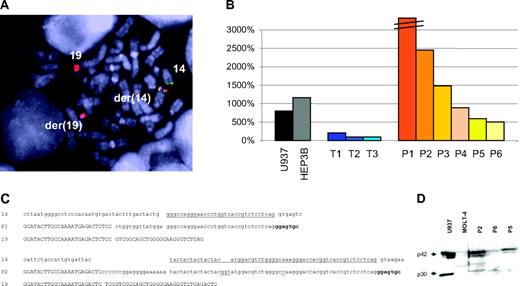 Figure 1. The CEBPA gene is targeted by the t(14;19) translocation. (A) A representative FISH image of the t(14;19)(q32;q13) in patient P5. The RP11-270I13 probe produces a red signal on the normal chromosome 19 and a split signal between der(14) and der(19). A green signal from the IGH constant region-specific probe14 identifies chromosomes 14 and der(14). Images were visualized under a Leica DM RXA microscope equipped with a fluorescence epi-illumination 100×/130-0.60 oil-immersion objective lens (Leica, Rueil-Malmaison, France). Leica QFISH software was used to digitally acquire images after capturing them with a Photometrics Sensys camera (Roper Scientific, Evry, France). (B) Quantitative RT-PCR analysis of CEBPA expression in t(14;19) patients (P1-P6), 3 control patients with BCP-ALL and the human cell lines U937 (AML) and HEP3B (hepatocellular carcinoma) using gene expression assay no. Hs.00263372_s1 (Applied Biosystems, Foster City, CA). Data are presented as percentage of ABL expression. Note that for patient 1 the bar graph is not drawn to scale: the real value is 6672%. Comparable results were obtained when the GUS gene was used as a reference. Because CEBPA is composed of a single exon, control experiments were performed with omission of the reverse transcriptase from the reaction. The observed Ct values in control experiments were always several cycles higher than in the test experiments. Quantitative RT-PCR analyses of the neighboring genes (CEBPG, PEPD, and LPR3) are shown in Figure S1. P1-P6 indicates t(14;19) samples; T1-T3, control BCP-ALL samples without a chromosome 19 abnormality. (C) Nucleotide sequence alignments of fusion CEBPA-Cmu transcripts isolated from patients P1 and P2: chromosome 19 sequences are indicated in uppercase; chromosome 14 sequences, lowercase. The JH segment is underlined on the germline chromosome 14 sequences and was identified as JH4 for P1 and JH6 for P2. The first exon of IGH constant (Cmu) gene is indicated in bold. Nucleotides underlined in P2 sequences differ from the genomic germline sequences used for comparison. (D) Western blot analyses of 200 μg protein extracted from blast cells of patients P2, P5, and P6. Proteins were separated on a 12% denaturating acrylamide gel, and transferred onto a nylon membrane. Proteins were detected using a goat anti-CEBPA immuneserum (sc 9314; Santa Cruz Biotechnology, Santa Cruz, CA). U937 and MOLT-4 (T-ALL cell line) extracts were used as positive and negative controls, respectively. Arrows indicate the p42 and p30 CEBPA protein species.