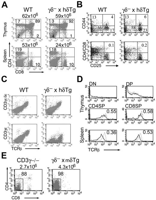 Figure 1. Intrathymic T-cell development in γδ– × hδTg mice. (A) Thymocytes and splenocytes from WT and γδ– × hδTg mice were surface stained with anti-CD4 and anti-CD8 antibodies and analyzed by flow cytometry. Percentages of cells in quadrants and total cell numbers are shown within and above plots, respectively. (B) Dot plots show CD44/CD25 subsets in DN-gated cells (top panel), and CD25 expression in total thymocytes (bottom panel). TCR expression in total thymocytes (C) and in thymic and splenic CD4/CD8 subsets (D) of WT (dotted line) and γδ– × hδTg (solid line) mice. Numbers within histograms indicate mean fluorescence intensity (MFI) ratios of γδ– × hδTg versus WT cells. (E) Thymic CD4/CD8 subpopulations in CD3γ-deficient and γδ– × mδTg mice. Numbers within and above plots represent percentages of cells in the gated region and total cell numbers, respectively.