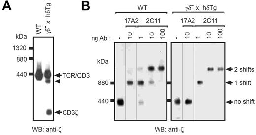 Figure 2. Native structure and composition of the TCR complex expressed in γδ– × hδTg T cells. (A) The TCR complex was immunoprecipitated with antiphosphotyrosine antibodies from digitonin lysates of pervanadate-stimulated WT and γδ– × hδTg thymocytes, and subsequently eluted with phenylphosphate. After separation by BN-PAGE, proteins were transferred to a nitrocellulose membrane and blotted with an anti-CD3ζ antibody. The positions of the complete TCR complex (αβγϵδϵζζ in WT and αβ(hδϵ)2ζζ in γδ– × hδTg thymocytes), free CD3ζ, and a partial TCR complex (arrowhead) are indicated. (B) Phenylphosphate-eluted TCR complexes from WT and γδ– × hδTg splenocytes were incubated with the indicated amounts of the antibodies 17A2 (anti-CD3γϵ) or 2C11 (anti-CD3γϵ/δϵ), and subsequently resolved by BN-PAGE. The Western blot membrane was developed with anti-CD3ζ antibodies. The number of antibody-mediated shifts of the TCR complex is indicated to the right.