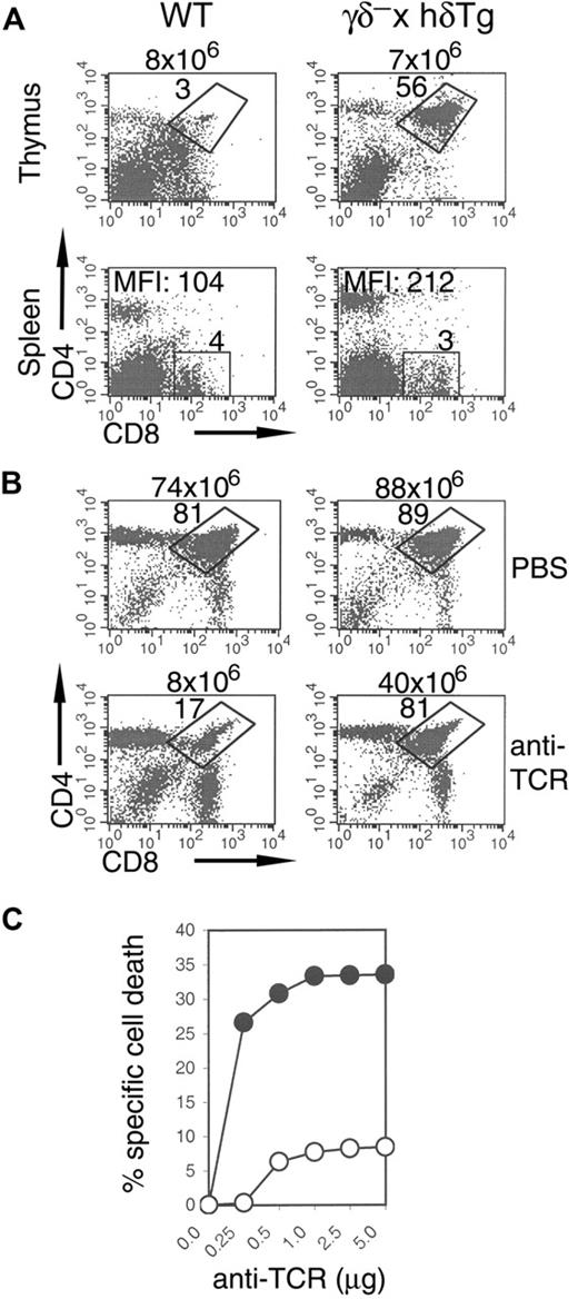 Figure 5. Impaired negative selection and antibody-induced thymocyte death in γδ– × hδTg mice. Dot plots (A) of CD4 and CD8 expression in thymocytes and splenocytes from WT and γδ– × hδTg HY TCR male mice, or (B) of thymocytes removed from WT (left) and γδ– × hδTg (right) mice 48 hours after intraperitoneal injection with either vehicle alone (PBS) or 200 μg anti-TCRβ antibody. Percentages of gated cells and total thymocyte numbers are shown within and above plots, respectively. MFI denotes mean fluorescence intensity of CD8 staining in the gated region. (C) In vitro anti-TCR antibody–induced death of WT (•) and γδ– × hδTg (○) thymocytes cultured for 48 hours in plastic wells precoated with the indicated amount of anti-TCRβ antibody. Cell death was assessed by propidium iodide staining and flow cytometry.