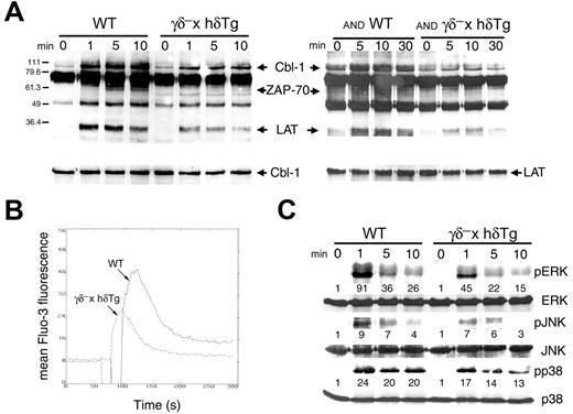 Figure 6. Attenuated TCR-mediated signaling in γδ– × hδTg thymocytes. (A) Phosphotyrosine immunoblots of total cell lysates from WT and γδ– × hδTg thymocytes (left), or AND TCR transgenic WT and γδ– × hδTg thymocytes (right), unstimulated (time 0) or stimulated with anti-CD3 and anti-CD4 antibodies for the times indicated. The identities of some of the induced phosphoproteins were determined by immunoblotting with specific antibodies, as shown for Cbl-1 and LAT in the lower panels. (B) Calcium mobilization and (C) phosphorylated (active) MAPK (pERK, pJNK, and pp38) induction in thymocytes stimulated with cross-linked anti-CD3 and anti-CD4 antibodies. Fold activation of each MAPK relative to unstimulated (time 0) cells is indicated. Protein loading was assessed with antibodies to total ERK, JNK, and p38.