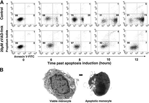 Figure 1. Monocyte serum withdrawal apoptosis. (A) Time course of monocyte serum withdrawal apoptosis in the presence and absence of zVAD-fmk was assayed by flow cytometry. After 12 hours, more than 70% of monocytes were shown to be annexin V positive and propidium iodide (PI) negative, and therefore in the early stage of apoptosis. Secondary necrotic cells were 5% or less of cells, as indicated by annexin V-positive, PI-positive cells. The specificity of the apoptotic process was further shown by marked apoptosis inhibition in the presence of 20 μM of the pan-caspase inhibitor zVAD-fmk. The dot plots represent viable cells (bottom left quadrant), early apoptotic cells (bottom right quadrant), and secondary necrotic cells (top right quadrant). The percentage of viable, early apoptotic, and secondary necrotic cells is indicated within the respective quadrant. Data are representative of 6 different experiments. (B) Viable and apoptotic monocyte morphology at transmission electron microscopy (TEM). Viable and apoptotic monocytes were prepared for TEM as described in “Transmission electron microscopy.” Apoptotic cells show the typical morphology of condensed cytoplasm and chromatin with cellular membrane blebbing.