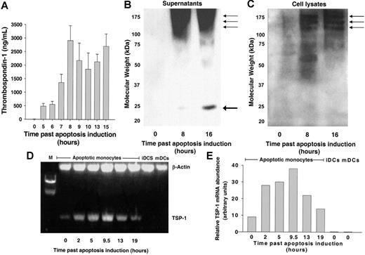 Figure 3. TSP-1 is transcribed, translated, and secreted upon monocyte apoptosis. (A) TSP-1 secretion by apoptotic monocytes correlates to early apoptosis. TSP-1 concentrations in apoptotic monocyte culture media were measured by TSP-1 EIA at several time points after apoptosis induction. TSP-1 levels peaked 8 hours following induction of apoptosis, corresponding to early apoptosis, as shown in Figure 1. Data are mean ± SD of 3 experiments. (B-C) The N-terminal heparin-binding domain of TSP-1 appears exclusively in the extracellular milieu of apoptotic monocytes. (B) Smear at average 130 kDa represents differentially degraded TSP-1 monomers (arrows) as verified by mass spectrometry. A degraded 26-kDa fragment (thick arrow) is also seen. TSP-1 monomers appear as 3 bands at 130 kDa or more, as verified by mass spectrometry (arrows). TSP-1 is seen only in apoptotic monocytes. (C) TSP-1 differentially degraded/glycosylated monomers appear as 3 bands at 130 kDa or more, and all perform full peptide coverage at mass-spectral analysis (arrows). TSP-1 is evidently seen only in apoptotic monocytes. Protein from 3 × 107 cells, from culture media of viable (0 hours, B) or apoptotic monocytes (8 and 16 hours, B), and from whole cell lysed viable (0 hours, C) or apoptotic monocytes (8 and 16 hours, C) was loaded and separated by SDS-PAGE, as described under “Proteomic-based identification of secreted proteins from cells undergoing apoptosis.” Proteins were transferred to the PVDF membrane and exposed to mouse anti-human triclonal TSP-1 antibody and then to goat anti-mouse HRP. ECL results are presented. (D-E) TSP-1 mRNA is transcribed upon monocyte apoptosis. Total mRNA was extracted from 107 monocytes at various time intervals following serum withdrawal apoptosis induction, and then reverse-transcribed and enhanced by polymerase chain reaction. (D) TSP-1 mRNA and β-actin mRNA were enhanced by PCR using specific primers, and their relative abundance was measured by ethidium bromide photospectrometry. Viable monocytes (0 hours) had very low levels of TSP-1. The level increased as apoptosis progressed. TSP-1 mRNA was not detected in viable iDCs or mDCs. (E) Relative abundance of TSP-1 mRNA adjusted to β-actin mRNA level, as measured by densitometry. TSP-1 mRNA levels peaked at 9.5 hours, in agreement with a state of early monocyte apoptosis.