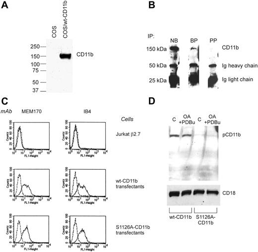 Figure 1. CD11b is phosphorylated on Ser1126 in neutrophils. (A) COS cells were transfected with wt Mac-1 or left untransfected. Cell lysates were analyzed by Western blotting with the pCD11b antibody. (B) Western blot of CD11b/CD18 integrin immunoprecipitated from lysed peripheral blood neutrophils detected with pAb P-CD11b. NB indicates no blocking peptide present; BP, blocking peptide present, PP, CD11b phosphopeptide present. (C) Fluorescence-activated cell sorting (FACS) analysis of transfectants shows that Mac-1 heterodimers are not expressed on untransfected Jβ2.7 cells (2 top panels). The expression level of wt Mac-1 is comparable to that of the S1126A–Mac-1 transfectants (2 bottom panels). MEM170, CD11b-antibody; IB4, CD18-antibody. (D) Wt and S1126A-CD11b–transfected Jβ2.7 cells were pretreated with 1.5 μM okadaic acid (OA) and activated with 200 nM PDBu for 30 minutes or left untreated (C). Lysates from cells were analyzed by Western blotting with the pCD11b antibody (top). CD18 is shown as a loading control (bottom). Dotted lines represent the background fluorescence.