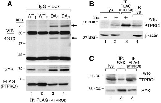 Figure 2. SYK is a substrate of PTPROt in vivo. (A) Coimmunoprecipitation of SYK and WT or mutant PTPROt in tet-inducible clones. Tet-inducible FLAG-tagged PTPROt WT (WT1,WT2) or mutant (DA1,DA2) clones were cultured with doxycycline (Dox) overnight. Thereafter, cells were serum starved and stimulated with goat anti–human IgG (10 μg/mL) for 8 minutes. Cells were then lysed and samples were immunoprecipitated with anti-FLAG (PTPROt) antibody. The tyrosyl-phosphorylated proteins pulled down by anti-FLAG (PTPROt) were detected by immunoblotting with the antiphosphotyrosine antibody 4G10 (top panel). The blot was then stripped and reprobed with anti-SYK (middle panel) and anti-FLAG (bottom panel). (B) PTPROt expression in lymphoblastoid B cells and tet-inducible PTPROt clones. Lanes 1, 2, and and 4 show total cell lysates from PTPROt WT cells without or with Dox induction (lanes 1 and 2, respectively) and CRL-8062 lymphoblastoid cells (lane 4). Lane 3 shows control anti-FLAG (PTPROt) immunoprecipitate from Dox-induced PTPROt WT cells. Samples were size-fractionated, blotted, and analyzed with anti PTPROt (top panel) or β-actin antibody (bottom panel). (C) Coimmunoprecipitation of SYK and PTPROt in lymphoblastoid cells. CRL-8062 cells were serum starved and subsequently stimulated with anti-IgG. Thereafter, cells were lysed and size-fractionated directly (lane 1) or following immunoprecipitation with anti-SYK antibody (lane 2). Anti-FLAG (PTPROt) immunoprecipitate from Dox-induced PTPROt-WT cells was analyzed simultaneously to serve as a positive control (lane 3). After size fractionation, the samples were immunoblotted and analyzed with PTPROt antiserum (top panel). Thereafter, the blot was stripped and reprobed with anti-SYK (bottom panel).