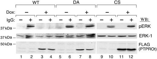 Figure 4. PTPROt inhibits ERK phosphorylation. Tet-inducible FLAG-tagged WT or mutant (DA and CS) PTPROt clones were cultured with or without Dox, serum starved, and stimulated with goat anti–human IgG (10 μg/mL) for 8 minutes or left untreated. Thereafter, total cell lysates were size fractionated, blotted, and analyzed with anti–phospho-ERK1/2 antibody (top panel). The blot was then stripped and reprobed with anti-ERK1 (middle panel) and anti-FLAG antibodies (bottom panel).