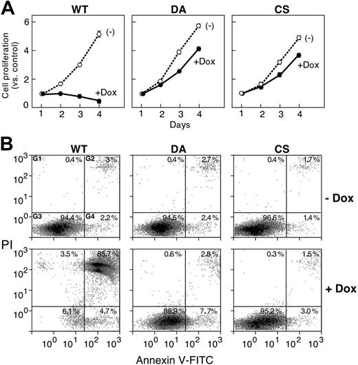 Figure 5. PTPROt overexpression inhibits cellular proliferation and induces apoptosis. (A) Cellular proliferation of tet-inducible PTPROt clones. Tet-inducible FLAG-tagged WT, CS, or DA PTPROt clones were cultured with or without Dox for 1 to 4 days (x-axis) and analyzed in MTT proliferation assays. Proliferation on days 2 to 4 is represented as fold increases compared with the initial day-1 measurement (y-axis). (B) Apoptosis of tet-inducible PTPROt clones. Tet-inducible FLAG-tagged WT, CS, or DA PTPROt clones were cultured with or without Dox for 4 days and analyzed thereafter with annexin V–FITC/PI staining. (x- and y-axes, respectively). The percentages of cells staining with PI alone (G1), annexin V and PI (G2), annexin V alone (G4), or neither reagent (G3) are indicated.