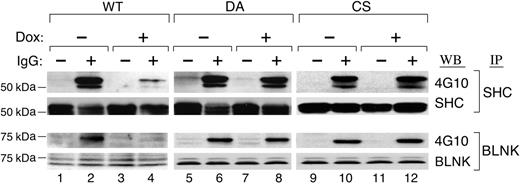 Figure 6. PTPROt overexpression inhibits SHC and BLNK tyrosyl phosphorylation. Tet-inducible FLAG-tagged WT or mutant (DA and CS) PTPROt clones were cultured with or without Dox, serum starved, and stimulated with goat anti–human IgG for 8 minutes or left untreated. Thereafter, cells were lysed and immunoprecipitated with anti-SHC or anti-BLNK antibody. SHC immunoprecipitates were size fractionated, blotted, and analyzed with the phosphotyrosine antibody 4G10 (top panel). The blot was subsequently stripped and blotted with an anti-SHC antibody (bottom panel). BLNK immunoprecipitates were size fractionated, blotted, and analyzed with the phosphotyrosine antibody 4G10 (top panel). The blot was subsequently stripped and blotted with an anti-BLNK antibody (bottom panel).