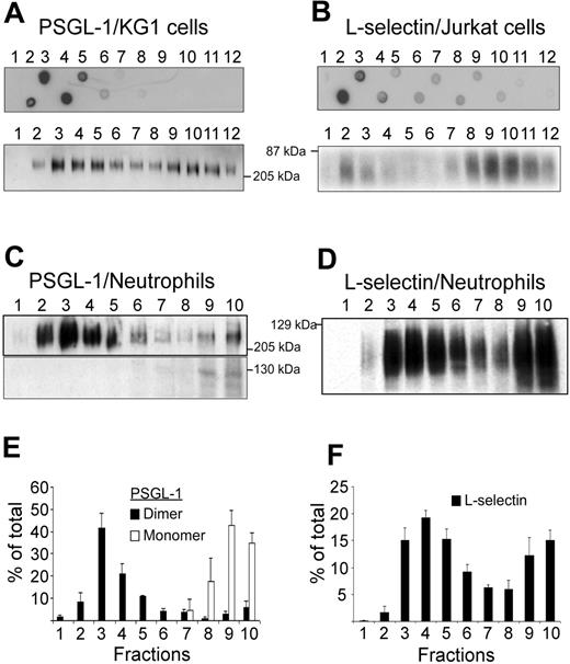 Figure 1. Detection of PSGL-1 and L-selectin in lipid rafts. (A) Detergent-insoluble fractions of KG1 or Jurkat cell lysates were isolated at the 5%/30% interface of a discontinous sucrose gradient. Lipid rafts containing fractions isolated from KG1 cells (A, top panel) or Jurkat cells (B, top panel) were revealed by dot-blot analysis, using biotinylated B-subunit of cholera toxin (A and B, top panels). After electrophoresis on a 7.5% SDS polyacrylamide gel, gradient fractions isolated from KG1 cells (A, bottom panel), Jurkat cells (B, bottom panel), or neutrophils (C and D) were examined for the presence of PSGL-1 (A and C) or L-selectin (B and D) by immunoblotting. (E) Histogram of PSGL-1 levels in fractions 1 to 10 (mean ± SEM, n = 3). (F) Histogram of L-selectin levels in fractions 1 to 10 (mean ± SEM, n = 4).