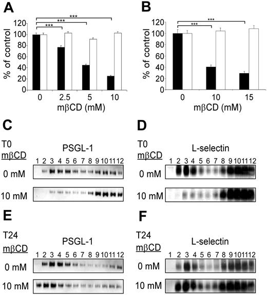 Figure 2. PSGL-1 and L-selectin localization in membrane lipid rafts is required to support KG1 cell rolling on P-selectin and Jurkat cell rolling PSGL-1. (A) KG1 cell rolling on P-selectin was evaluated under a constant shear stress (1.5 dyn/cm2) immediately (▪) or 24 hours (□) after treatment (10 minutes) with various concentrations of mβCD. (B) Jurkat cell rolling on PSGL-1/μ chimera was evaluated at constant shear stress (1.5 dyn/cm2) immediately (▪) or 24 hours (□) after treatment (10 minutes) with various concentrations of mβCD. Results in panels A and B are expressed as percentages of the number of vehicle-treated rolling cells/mm2 per minute (mean ± SEM, n = 4, ***P < .001). (C-F) Cell lysate fractions, separated by zonal sedimentation on discontinuous sucrose gradients, were evaluated by immunoblotting for PSGL-1 (C, E) or L-selectin (D, F). (C, E) KG1 cells. (D, F) Jurkat cells. Pattern observed immediately (C, D) or 24 hours (E, F) after cell treatment (10 minutes) with 10 mM mβCD.