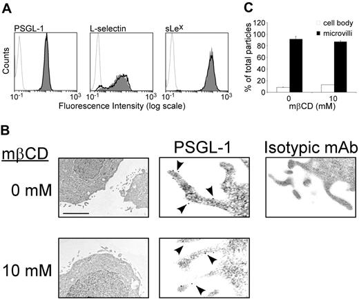 Figure 4. Effect of lipid raft disruption by mβCD on cell surface expression of PSGL-1, L-selectin, or sLex. (A) Neutrophils were treated with mβCD (10 mM, 10 minutes; plain histograms) or its vehicle (bold lines), stained with antibodies against PSGL-1, L-selectin, or sLex using PE-labeled goat antimouse as secondary antibody, and analyzed by flow cytometry. Histograms are representative of 9 independent experiments. (B) KG1 cells were treated with mβCD (10 mM) or its vehicle and then immediately processed for electron microscopy. Left panels: the scale bar represents 0.7 μm (×14 000). Middle panels: the scale bar represents 0.2 μm(×50 000). Arrowheads indicate immunogold labeling of PSGL-1. Isotypic control is shown in the right panel: the scale bar represents 0.3 μm (×30 000). (C) Distribution of PSGL-1 (panel B, middle panels): percentages of gold particles in cell body (□) or microvilli (▪). Mean values plus or minus SEM of 150 counts is shown (24 microscopic fields).