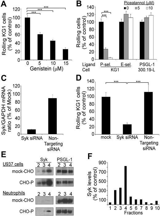 Figure 6. PSGL-1–mediated rolling on P-selectin is dependent on Syk. (A) Rolling of KG1 cells on P-selectin: effect of treatment with genistein. Results are expressed as mean percent (± SEM; n = 3) of control cells treated with vehicle alone. (B) Rolling of KG1 and 300.19-L-selectin cells on P-selectin, E-selectin, or PSGL-1. Cells were treated with vehicle (▪) or with piceatannol (▦ and □). Results are expressed as mean (%) plus or minus SEM (n = 3). (C) Inhibition of Syk expression by Syk-specific siRNA. KG1 cells were transfected with 3 μg Syk siRNA or of nontargeting siRNA. Syk/GAPDH mRNA ratio was assessed by RQ-PCR at 48 hours. Results are expressed as percent of mock-transfected cells, mean plus or minus SEM (n = 2). (D) Flow adhesion of KG1 cells on P-selectin. KG1 cells were transfected with 3 μg Syk siRNA or with nontargeting siRNA and compared with mock-transfected cells. Results are expressed as mean percent mock-treated cells plus or minus SEM (n = 3). ***P < .001. (E) Adhesion of U937 cells or neutrophils to confluent CHO–P-selectin monolayers or mock-transfected CHO monolayers. Lipid rafts were isolated by fractionation of cell lysates. Expression of Syk and PSGL-1 in lipid raft fractions (2 to 4) was detected by Western blot analysis using mAb 4D10.1 (0.2 μg/mL) or mAb PS5 (3 μg/mL). (F) Densitometric analysis of Syk in sucrose density fractions 1 to 10 prepared from U937 cells after rolling on CHO–P-selectin cell monolayers. Syk levels were normalized using PSGL-1 as a standard. Control values were determined by assessing Syk levels in fractions from U937 cells after rolling on mock-CHO cell monolayers. Results are representative of 3 experiments.