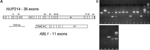 Figure 2. NUP214 and ABL1 exons. (A) In most ABL1 fusion genes (eg, BCR-ABL1), ABL1 exon 2 is fused to the partner gene, but fusion genes with ABL1 exon 3 have occasionally been described (both exons are in the same reading frame). NUP214 exons that could be joined in-frame with either ABL1 exon 2 or 3 are shaded. PCR primers were located in ABL1 exon 3 and in the 3′ part of NUP214 exons 2, 6, 10, 13, 20, 22, 26, 29, 31, and 34. (B) Agarose gel of NUP214-ABL1-positive cases. Lane 1, cell line BE-13 (transcript nup34a2); lane 2, cell line ALL-SIL (transcript nup32a2); lanes 3-13, patient samples as described in Table 1; lanes 14 and 19, ϕX174 size standard; lanes 15-18, multiplex PCR with H2O (lane 15), NUP214-ABL1-negative cDNA (lane 16), and positive samples (lanes 17, 18).