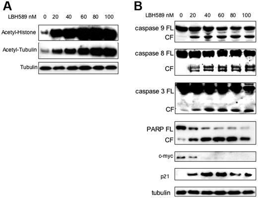 Figure 2. LBH589 potently induces histone and α-tubulin hyperacetylation as well as apoptotic signaling. MM.1S cells were incubated with up to 100 nM LBH589 for 24 hours, and whole-cell extracts were analyzed by Western blot. (A) There was a dose-dependent increase in both histone acetylation (top panel) and α-tubulin acetylation (bottom panel). (B) Cleavage of caspase-8, -9, -3 and PARP was induced in a dose-dependent manner. In addition, p21 was up-regulated and c-myc was down-regulated. FL indicates full length; CL, cleavage fragment.