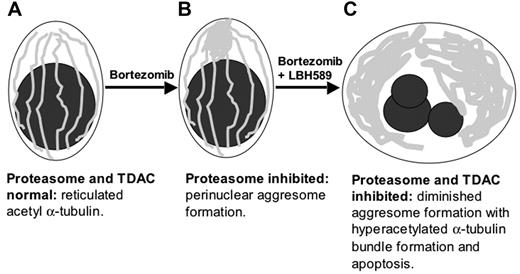 Figure 7. Schematic representation of upstream cytoskeletal events when bortezomib and LBH589 are combined. (A) Viable plasma cell with reticulated acetylated α-tubulin. (B) Aggresome formation in the presence of bortezomib. Aggregates of misfolded proteins are directed along the acetylated α-tubulin fibrils toward a single perinuclear region, forming the aggresome. This process requires TDAC activity. (C) In the presence of bortezomib in combination with LBH589, aggresome formation is diminished, bundles of hyperacetylated α-tubulin form, and the cell undergoes apoptosis.