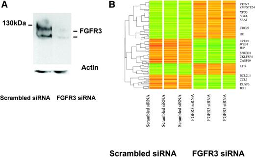 Figure 2. Gene-expression changes in MM cells mediated by siRNA inhibition of FGFR3. (A) Western blot of FGFR3 protein expression in KMS11 cells at 48 hours following FGFR3-specific or scrambled control siRNA oligonucleotide transfection demonstrates successful knockdown of FGFR3. Nucleofections were done in KMS11 cells using the Amaxa apparatus and solutions. Transfection efficiencies were quantified using a green fluorescent protein (GFP) reporter construct provided by the supplier and flow cytometry. Our optimized nucleofection parameters yielded survival rates of 90% or more based on forward and side scatter parameters. Under these conditions, 70% of the surviving cells showed transgene expression 48 hours after nucleofection. (B) A heat map of triplicate experiments demonstrates differences in gene expression following FGFR3 knockdown, with representative examples of the most significant known dysregulated genes highlighted. A listing of 121 differentially regulated genes is provided in Supplemental Table S3.