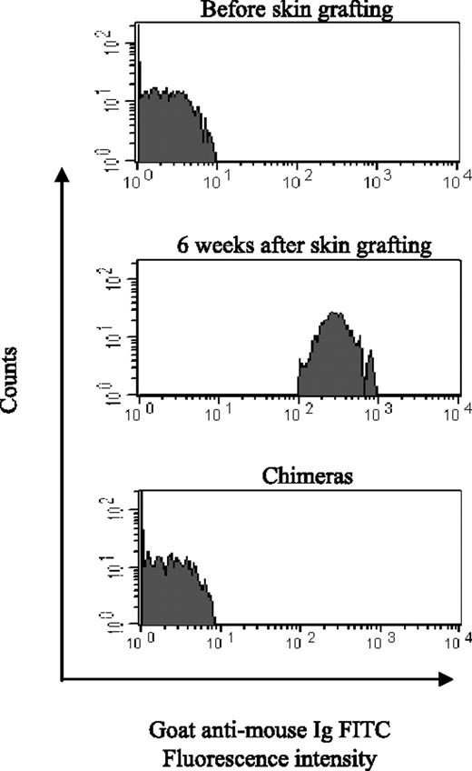 Figure 3. Loss of donor-specific Abs in mixed sensitized chimeras. Donor splenocytes were incubated with sera from naive mice (n = 10), sensitized mice (before BMT, n = 14), and chimeras (n = 14) prepared from sensitized mice 6 weeks to 6 months after BMT, followed by an anti-mouse immunoglobulin FITC secondary antibody, and then anti-mouse CD4 and CD8 PE. Levels of circulating alloantibodies were determined by FACSCalibur and by gating on the CD4+ and CD8+ T-cell fraction and were reported as MFI ± SD. One representative sample from each group is presented, and 3 separate experiments were performed.