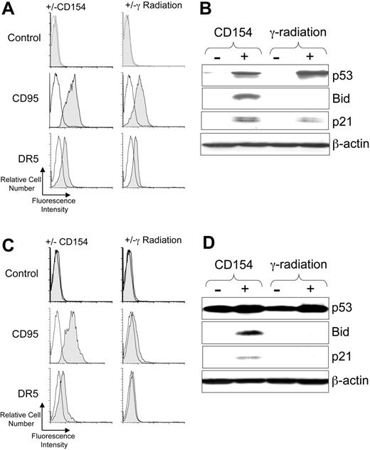 Figure 1. CD40-ligation of CLL cells induces p53 and p53-regulated genes. CLL cells were cocultured with HeLa cells (-) or HeLa cells expressing CD154 (+) or cultured alone without treatment (-) or after treatment with 5 Gy (γ-radiation). After 24 hours the CLL cells were harvested and examined via flow cytometry or immunoblot analyses. For panels A and C, cell-surface expression of death receptors on CD19+ CLL cells was monitored by flow cytometry. Representative histograms of CLL samples that were stained with fluorochrome-conjugated mAbs specific for an irrelevant specificity (control; top row), CD95 (middle row), or DR5 (bottom row), as indicated on the left margin, are shown. The shaded histogram depicts the fluorescence of CLL cells cocultured with HeLa-CD154 (left column) or following γ-radiation (right column), as indicated at the top of each column. The open histograms depict the fluorescence of stained control-treated CLL cells following culture with (left column) or without (right column) HeLa cells. For panels B and D, cell lysates were prepared from CLL cells that had been cocultured with HeLa cells lacking CD154 (-) or HeLa-CD154 (+), or cultured alone after no treatment (-) or after 5 Gy ionizing radiation (+), as indicated at the top of each panel. Fifty μg of each lysate were resolved via PAGE for immunoblot analyses using antibodies specific for p53, Bid, p21, or β-actin, as indicated on the right-hand margin of each immunoblot. In panels A and B are the results from analyzing CLL cells with functional p53, as indicated at the top of the figure. In panels C and D are the results obtained using CLL cells that had a monoallelic, nonfunctional p53 gene, confirmed by DNA sequencing to harbor an inactivating mutation (eg, Met237Ile), as indicated at the top of the figure.