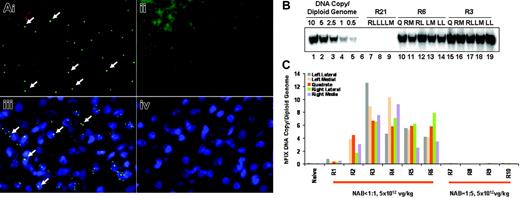 Figure 2. Determination of hFIX gene transfer efficiency and distribution in liver. Monkeys that received 5 × 1012 vg/kg vector were biopsied at week 4 and humanely killed at week 25. (A) DNA FISH for hFIX (i and ii), and immunofluorescent staining for AAV-8 capsid protein (iii and iv) were performed on liver biopsies from an AAV8-injected animal (R3, i and iii) and from a noninjected control animal (R21, ii and iv). The detecting probe in DNA FISH and the detecting antibody in IF were labeled with Alexa fluor 488, so that positive signals appear as green punctuated dots (some identified by arrows in i and iii). Blue signal represents nuclei counterstained with DAPI (iii and iv). (B) Southern blotting on gDNAs isolated from individual lobes of rhesus liver collected at necropsy. LL indicates left lateral lobe; LM, left medial lobe; Q, quadrate lobe; RL, right lateral lobe; and RM, right medial lobe. Standards were generated with BamHI/BglII-digested plasmid DNA pAAV-hFIX spiked in pooled liver gDNAs from naive macaques at specified quantities. (C) Quantification of the copy numbers of transgene DNA per diploid genome in individual lobes of liver in each monkey as determined by Southern blotting analysis. Individual subjects, their preexisting AAV8 neutralizing titers, and the doses of AAV8-hFIX vector administered are as labeled.