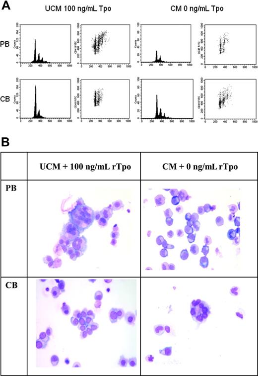 Figure 1. Recombinant thrombopoietin increases DNA content of PB-derived MKs but reduces DNA content of CB-derived MKs. PB- and CB-CD34+ cells cultured in UCM with 100 ng/mL rTpo or in CM without Tpo for 14 days were analyzed by flow cytometry and light microscopy. (A) Representative density plots and histograms from one experiment are displayed to show the ploidy distribution of PB- and CB-MKs. MKs were first selected by gating on CD41-FITC versus forward scatter. Propidium iodide versus CD41-FITC density plots and histograms were then generated to assess the ploidy distribution. The results were consistent in all 4 experiments performed. (B) Cytospin preparations of the cultured cells show that PB CD34+ cells generated large, multinucleated MKs in UCM cultures + 100 ng/mL rTpo and small immature MKs in CM without rTpo. In contrast, CB CD34+ cells generated large, multinucleated MKs in CM cultures without rTpo and immature MKs in UCM cultures + 100 ng/mL rTpo. Photomicrographs of Wright-Giemsa–stained cytospin preparations were taken on a Labophot-2 microscope using a 10× eyepiece and a 40×/0.65 objective lens (Nikon, Melville, NY). A SPOT-RT 2.2.0 color camera and SPOT Advanced 4.0.9 software (Diagnostic Instruments, Sterling Heights, MI) were used to capture and digitally acquire images, which were then inserted into PowerPoint 10 (Microsoft, Redmond, WA) for processing.