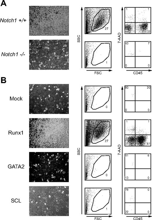 Figure 1. Retroviral expression of Runx1 rescues hematopoietic defect of Notch1-null P-Sp region. (A) P-Sp cells from wild-type (Notch1+/+) and Notch1-null (Notch1–/–) embryos at E9.5 were cultured for 5 days on OP9 cells. (B) P-Sp cells from Notch1-null embryos at E9.5 were infected with mock retrovirus or retrovirus containing Runx1, SCL, or GATA2, and cultured for 12 days on OP9 cells. Microscopic representation (left column; original magnification, × 100). Only cocultured OP9 cells are shown if hematopoietic cells are not produced. Flow cytometric analyses (center and right columns) of cells generated in the culture. Percentages of cells gated (center columns) and cells in each quadrant (right columns) are indicated.