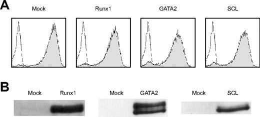 Figure 2. Retroviruses properly create Runx1, GATA2, and SCL proteins. (A) The efficiency of retrovirus-mediated gene transfer of Runx1, GATA2, or SCL was estimated by infecting NIH3T3 cells. Retrovirus-infected cells were evaluated by the expression of GFP (shaded histograms). Uninfected NIH3T3 cells are also shown as a control (open histograms). (B) Expression of individual proteins was confirmed by a Western blot analysis.