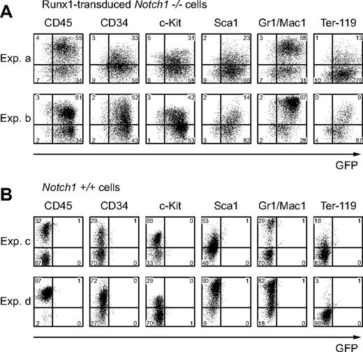 Figure 3. Runx1-rescued cells express hematopoietic surface markers. Expression of hematopoietic surface markers of cultured cells at day 12 from Runx1-transduced Notch1-null (Notch1–/–) embryos (A) or wild-type (Notch1+/+) embryos (B) was evaluated by flow cytometric analyses. GFP intensity (marking retrovirus-transduced cells) is plotted on the x-axis and intensity of counterstaining of hematopoietic surface markers is plotted on the y-axis. The results show representative results of independent replicates from 5 experiments. Percentages of cells in each quadrant are indicated.