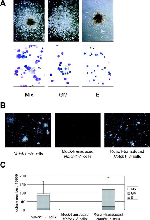 Figure 4. Runx1-rescued cells generate hematopoietic colonies. Colony formation of the Runx1-rescued cells from Notch1-null embryos. The rescued cells were harvested at day 12 and plated into MethoCult GF M3434 medium. (A) Representative hematopoietic colonies at day 7 are shown. Mix indicates mixed colony; GM, granulocyte/macrophage colony; and E, erythroid colony. Morphology of the colonies (top panels); original magnification, × 100. Wright-Giemsa–stained cytospin preparation of corresponding cell populations (bottom panels); original magnification, × 600. (B) Photographs of representative colonies. Original magnification, × 3. (C) The total number of colonies and the frequencies of different kinds of colonies. The results show the mean values of 5 independent experiments, each in duplicate, with standard deviations for the total colony numbers. Data were statistically analyzed by 2-tailed, unequal-variance t test.