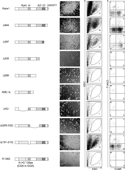 Figure 5. The transcriptionally active form of Runx1 is required for hematopoietic rescue. P-Sp cells from Notch1-null embryos at E 9.5 were infected with retroviruses containing Runx1 mutants and cultured on OP9 cells for 12 days. Structures of Runx1 mutants are depicted (left column). Runt indicates the Runt domain; m, a binding region for mSin3A; AD, transactivation domain; ID, inhibitory domain; and VWRPY, VWRPY motif. Microscopic representations (center column; original magnification, × 100) and flow cytometric analyses (right 2 columns) of cells produced in the culture. Percentages of cells gated (center columns) and cells in each quadrant (right columns) are indicated.