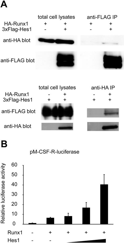 Figure 6. Notch signaling regulates transcriptional level of Runx1 and modulates the function of Runx1 protein through the effector protein, Hes1. (A) COS7 cells were transfected with HA-tagged Runx1 and 3xFLAG-tagged Hes1. Whole-cell extracts were immunoprecipitated (IP) with anti-FLAG antibody or anti-HA antibody followed by immunoblotting (blot) using anti-HA antibody or anti-FLAG antibody. (B) Relative luciferase activity in HeLa cells transfected with Runx1 (200 ng) and Runx1-dependent macrophage colony-stimulating factor receptor (pM-CSF-R) luciferase reporter (300 ng) with or without cotransfection of Hes1 (60, 200, or 600 ng). Data are means ± standard errors of duplicate wells in a representative experiment. Reproducible results were obtained in 3 independent experiments.