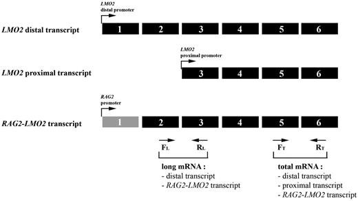 Figure 6. Elevated LMO2 expression by activation of the LMO2 proximal promoter. Relative expression of long and total mRNA transcript levels of LMO2 as measured by the RQ-PCR strategy. Long transcripts including the RAG2-LMO2 fusion transcript can be measured by the exon 2/3 primer combination, whereas the total amount of LMO2 transcript was measured using an exon 5/6 primer combination. Expression of proximal promoter transcripts is calculated by subtracting the long-transcript expression from the total expression. FL indicates forward primer long mRNA transcript; RL, reverse primer long mRNA transcript; FT, forward primer total mRNA transcript; and RT, reverse primer total mRNA transcript.