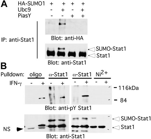 Figure 1. Stat1 SUMO-ylation in HEK-293T cells. (A) HEK-293T cells were transfected with HA–SUMO-1, Ubc9, and/or PIASy. Later (48 hours), they were stimulated with IFN-γ (3 ng/mL for 30 minutes). WCEs were immunoprecipitated with an anti-Stat1 antibody and sequentially immunoblotted with HA and Stat1 antibodies. (B) Left panel: 48 hours after transfection with HA–SUMO-1 and Ubc9, HEK-293T cells were stimulated with IFN-γ (3 ng/mL for 30 minutes). WCEs were either precipitated with a biotinylated GAS oligonucleotide (Oligo; Table S1) or Stat1-specific antibody (α-Stat1). Precipitates were fractionated by SDS-PAGE, and sequentially immunoblotted with Stat1-phosphotyrosine (top) and Stat1-specific antibodies (bottom). Right panel: WCEs were prepared 48 hours after transfection with His–SUMO-1 and Ubc9; HEK-293T cells were stimulated with IFN-γ (3 ng/mL for 30 minutes) and either precipitated with a Stat1-specific antibody (anti-Stat1) or ProBond nickel beads, and sequentially immunoblotted with Stat1-phosphotyrosine (top) and Stat1-specific antibodies (bottom). Nonspecific (NS) band is indicated. Data are representative of 3 independent studies.