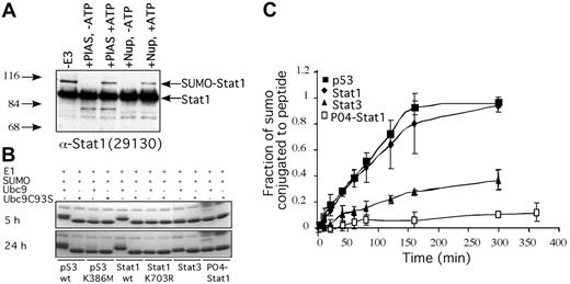 Figure 2. In vitro SUMO conjugation assay. (A) Purified recombinant Stat1 (0.5 μM) is SUMO-ylated in vitro after incubation with SUMO-1 (2 μM), E1 (Uba2/Aos1; 0.3 μM), E2 (Ubc9; 0.3 μM), and E3 (PIAS1 or Nup358 at 0.3 μM) for 1 hour at 37°C. Samples were fractionated by SDS-PAGE and immunoblotted with anti-Stat1. Mobility of molecular weight markers and Stat1 isoforms are indicated. (B) Wild-type and mutant p53, Stat1, PO4-Stat1, and Stat3 peptides (500 μM) were SUMO-ylated, as in panel A, in the absence of E3, with either wild-type or mutant Ubc9 for 5 or 24 hours at 37°C. Samples were fractionated by SDS-PAGE and stained with Coomassie Blue. (C) Graphic representation of a more detailed kinetic SUMO-ylation assay of peptides from panel B (t = 0, 10, 40, 60, 90, 160, and 300 minutes). Maximal conjugation is 1.0. Products were detected by staining the gel with Sypro (Bio-Rad). The images were quantified on Quantity One Software (Bio-Rad). Error bars indicate standard deviation.